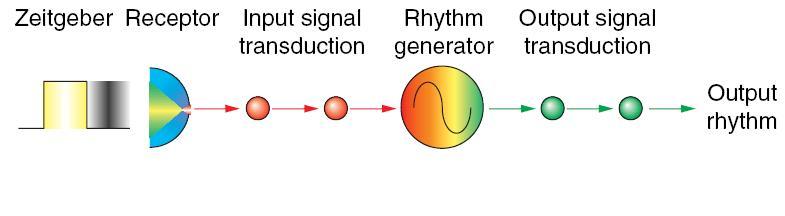 circadian_basic.jpg