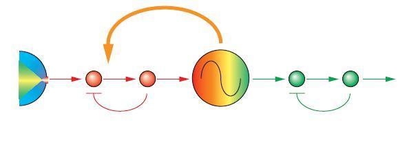 circadian_complex.jpg