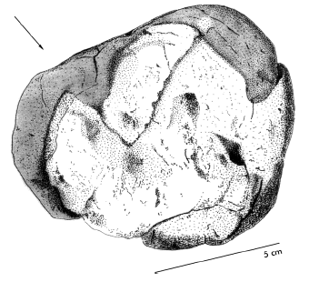 Drawing of fossil rhino footprint in, um...