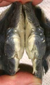 Bergstrom_2006_flatfish_polymorphs.jpg