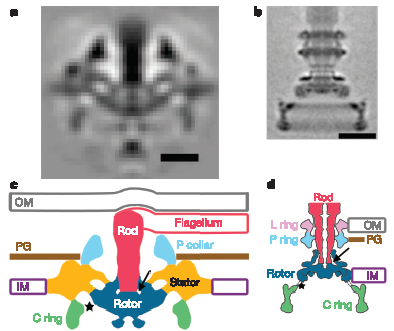 Left, Treponema flagellum; Right, Salmonella flagellum