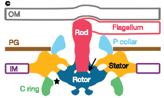 Treponema flagellum base