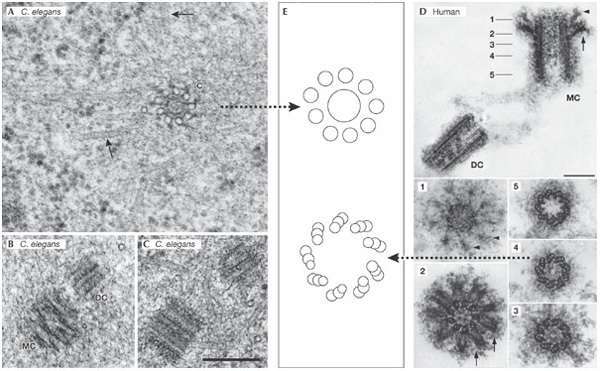 elegans_centriole.jpg