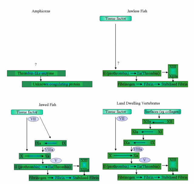 Clotting_System.gif