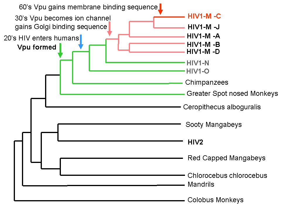 HIV_Vpu_phylogeny.gif