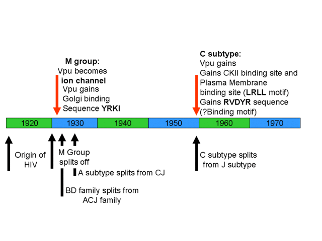 HIV_Vpu_timeline.gif