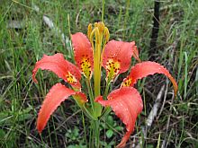 Lilium catesbaei (Pine lily)