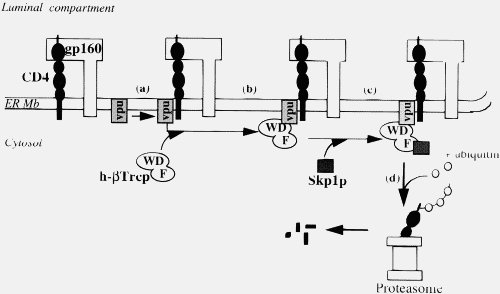 Vpu_binding.jpg