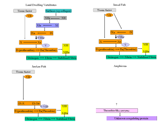 Clotting_system.png