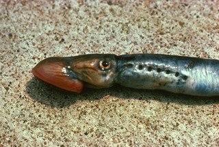 Lamprey.jpg