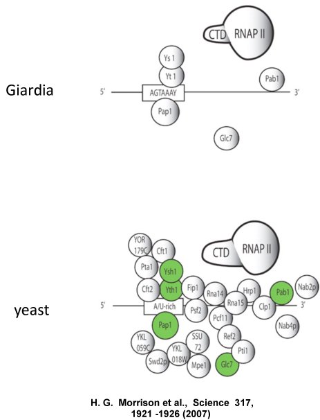 MorrisonFig1.jpg