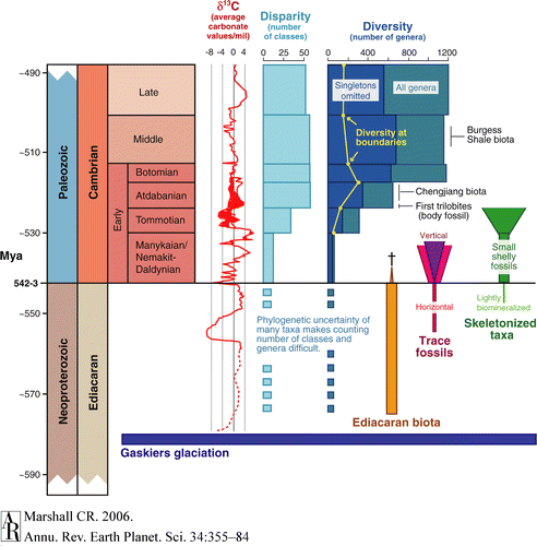 Marshall_2006_Cambrian_diversity.gif