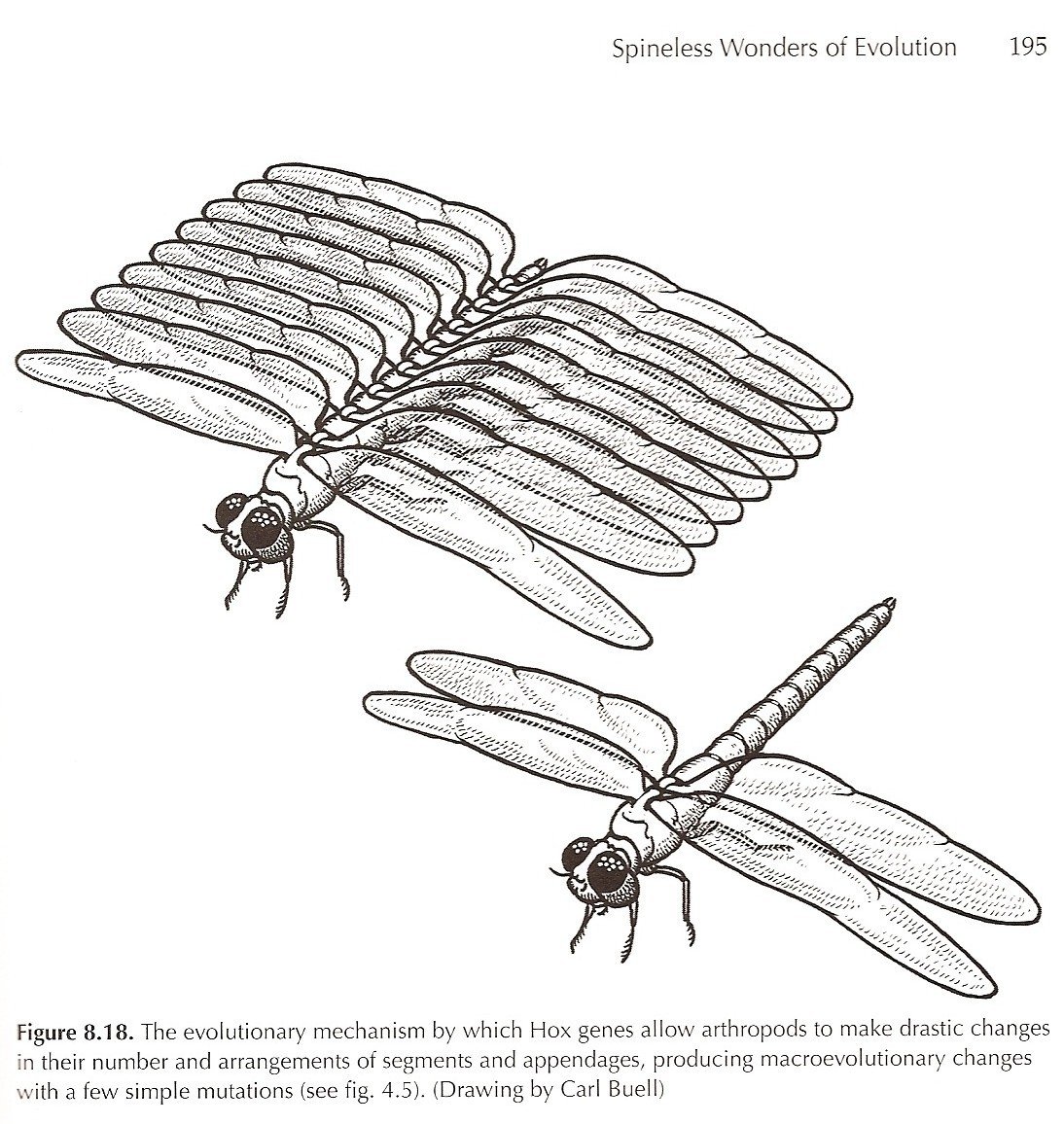 Prothero_2007_Fig8-18.jpg