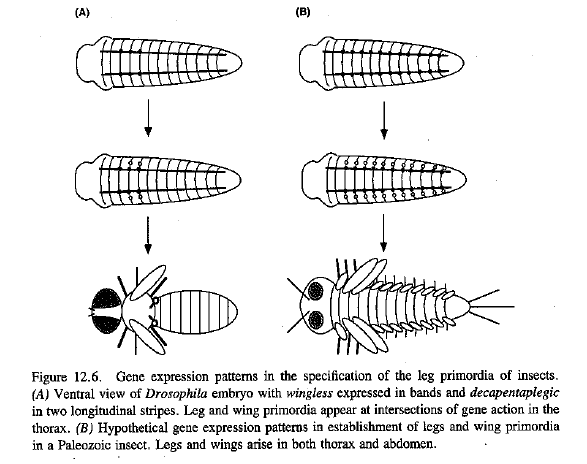 Raff_1998_Fig12-6_hox_wings.png