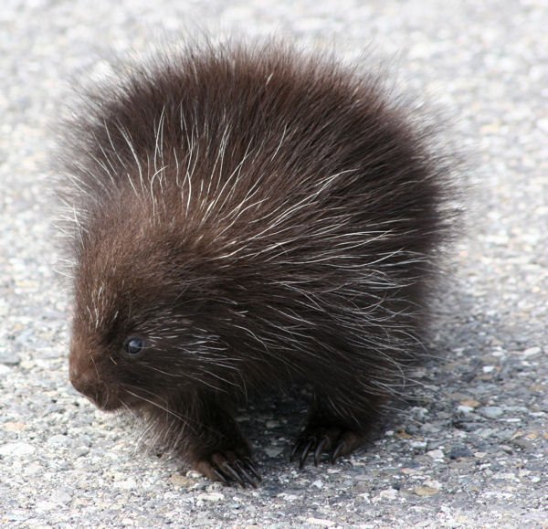 Bello.porcupine.jpg