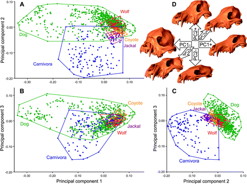 Drake_Klingenberg_2010_AmNat_dogs_intraspecific_macroevolution_fg3.gif