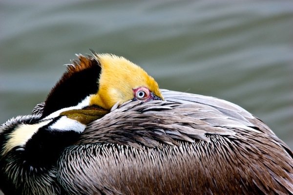 Duhrkopf.Brown_Pelican.jpg