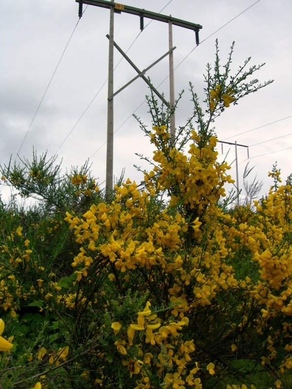 Funk.Cytisus_scoparius.jpg