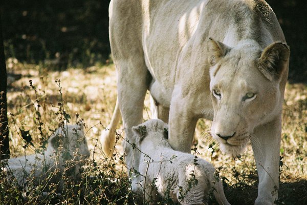 Neubaum_Lioness and cubs Game Perserve SA.jpg