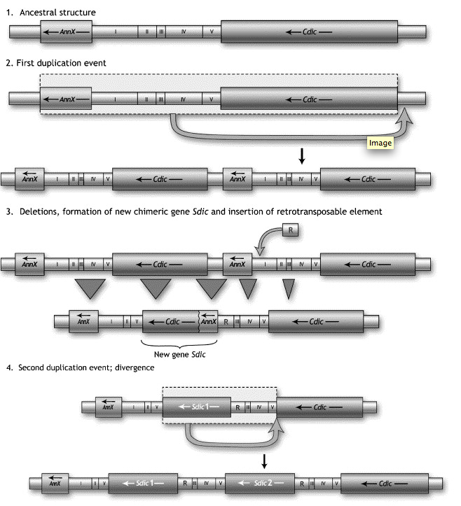 Ponce_Hartl_2006_sdic_evolution_pt1.png