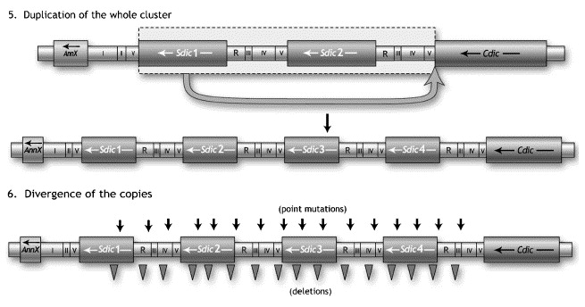 Ponce_Hartl_2006_sdic_evolution_pt2.png