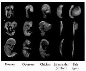 RichardsonPhylotypicLineupFromGilbert300px.jpg