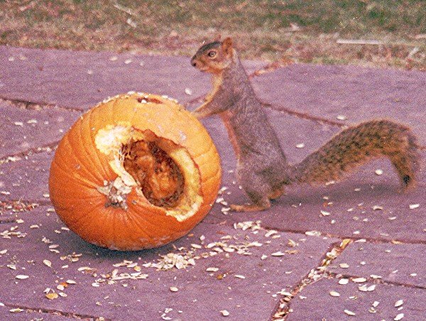 Squirrel_Sciurus_niger_600.jpg