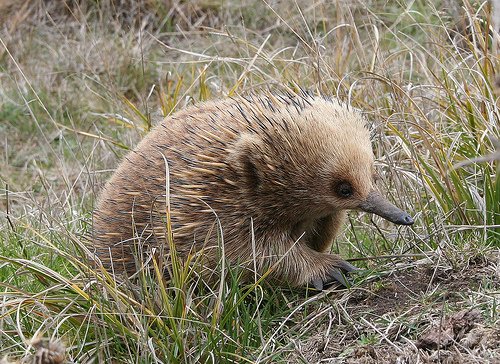 wood.echidna.jpg