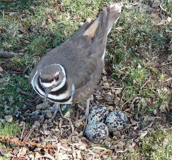 BurnettKilldeer_600.jpg