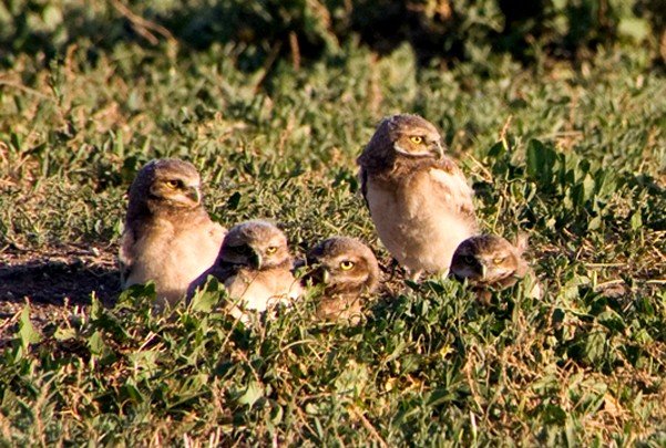 BurrowingOwlsBadlands_2_600.jpg