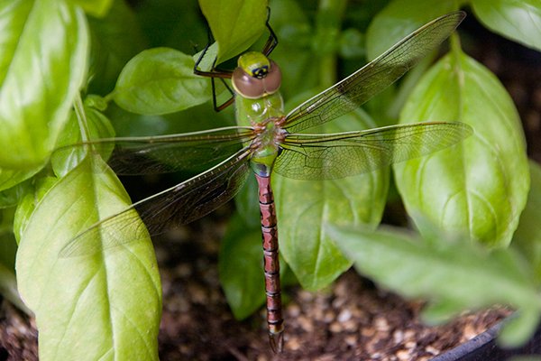 Common-Green-Darner---Anax-junius-by-Noah-Young.jpg