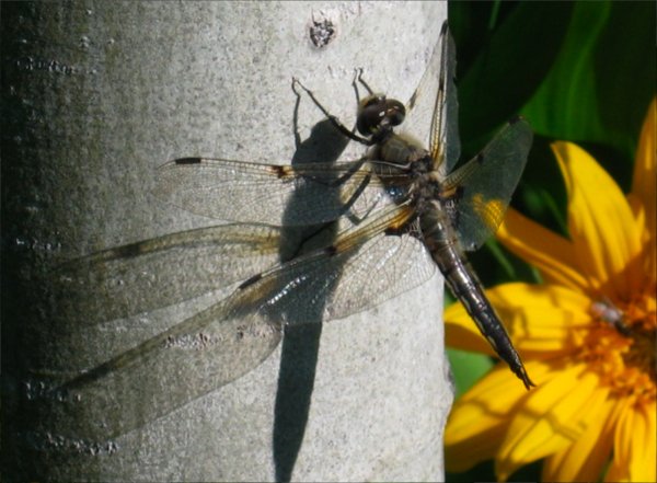 Freeman.Libellula_quadrimaculata.jpg