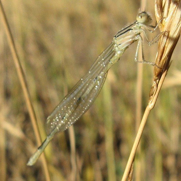 GregGoebelDamselfly.jpg