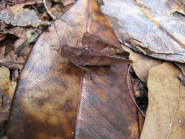 Hughes.Arphia xanthoptera - Autumn Yellow-winged Grasshoppers.jpg