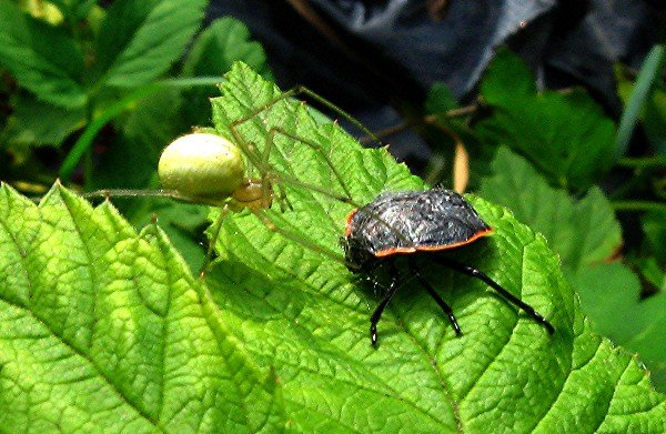 IMG_0300_Enoplognatha ovata_Chlorochroa_600.jpg