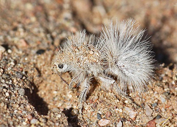 Moulton.Dasymutilla_gloriosa_female.jpg