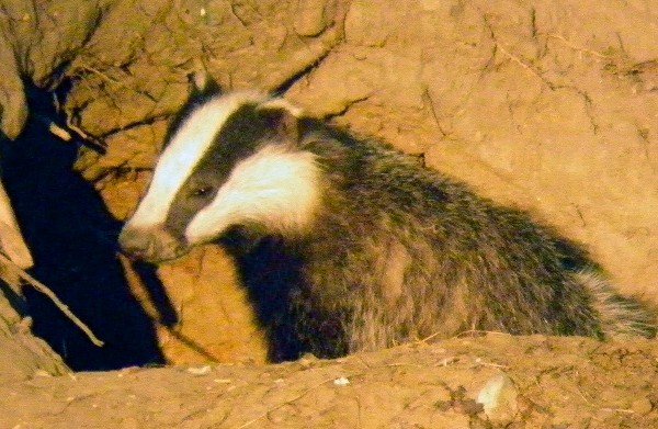 P6270008_Badger_doctored_600.JPG