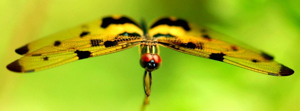 SamarasingheB.Rhyothemis_variegata.JPG