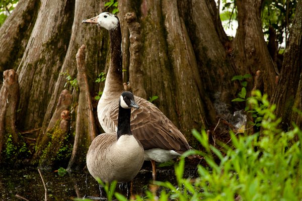 Shackleton.Branta_canadensis.jpg