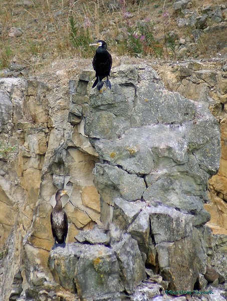 Susek_ScarboroCliffs_Cormorant.jpg