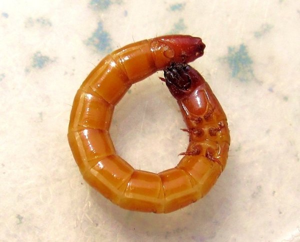 Andreas.Elateridae_larva.jpg