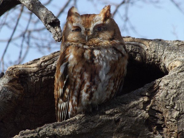 HeddertonScreechOwl_600.jpg