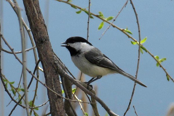 IMG_2611_Chickadee_600.JPG