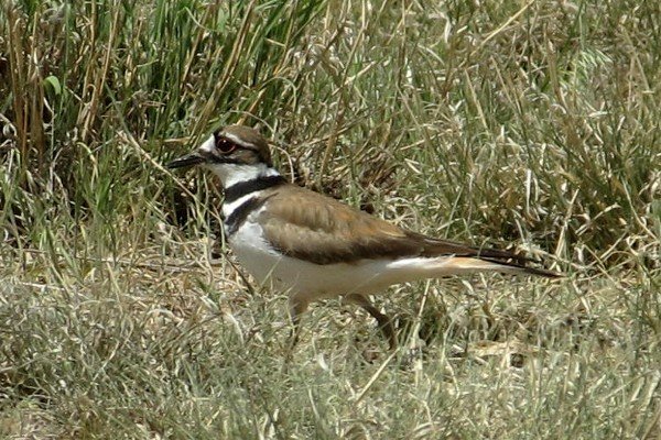 IMG_2743_Killdeer_600.jpg