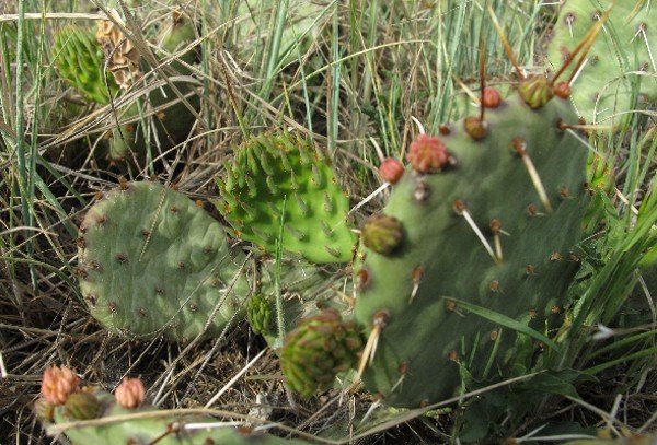 IMG_2781_Opuntia_macrorhiza_600.jpg