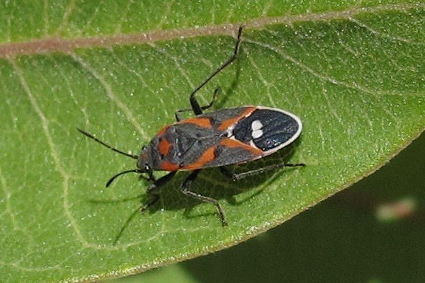 IMG_2812_SmMilkweedBug2.jpg