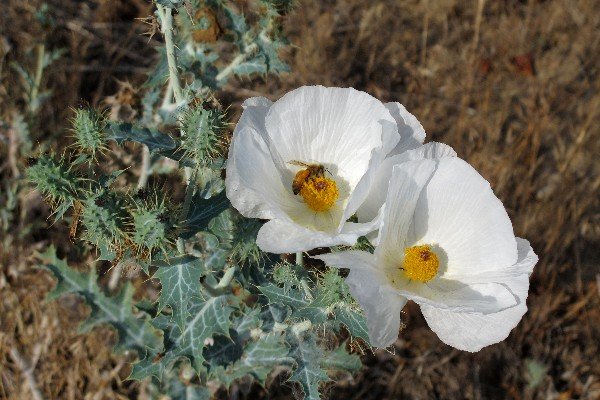 IMG_2901_PricklyPoppy_600.jpg