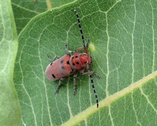 IMG_2915_RedMilkweedBeetle_600.jpg