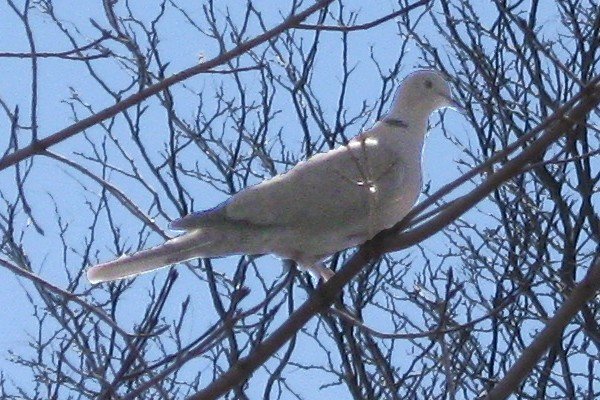 IMG_4590_CollaredDove_600.jpg