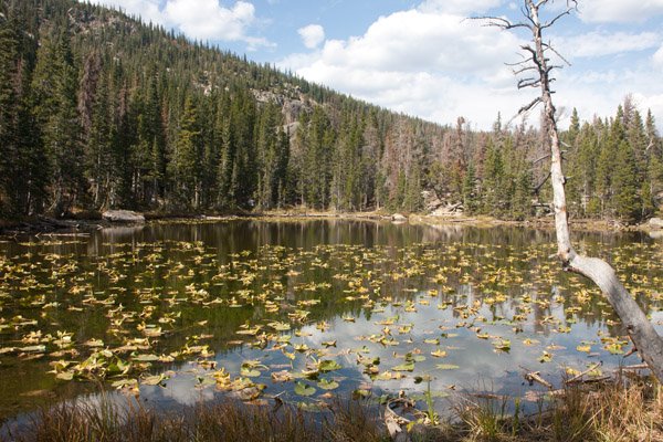 Nymph Lake, Rocky Mtn Natl Park.jpg